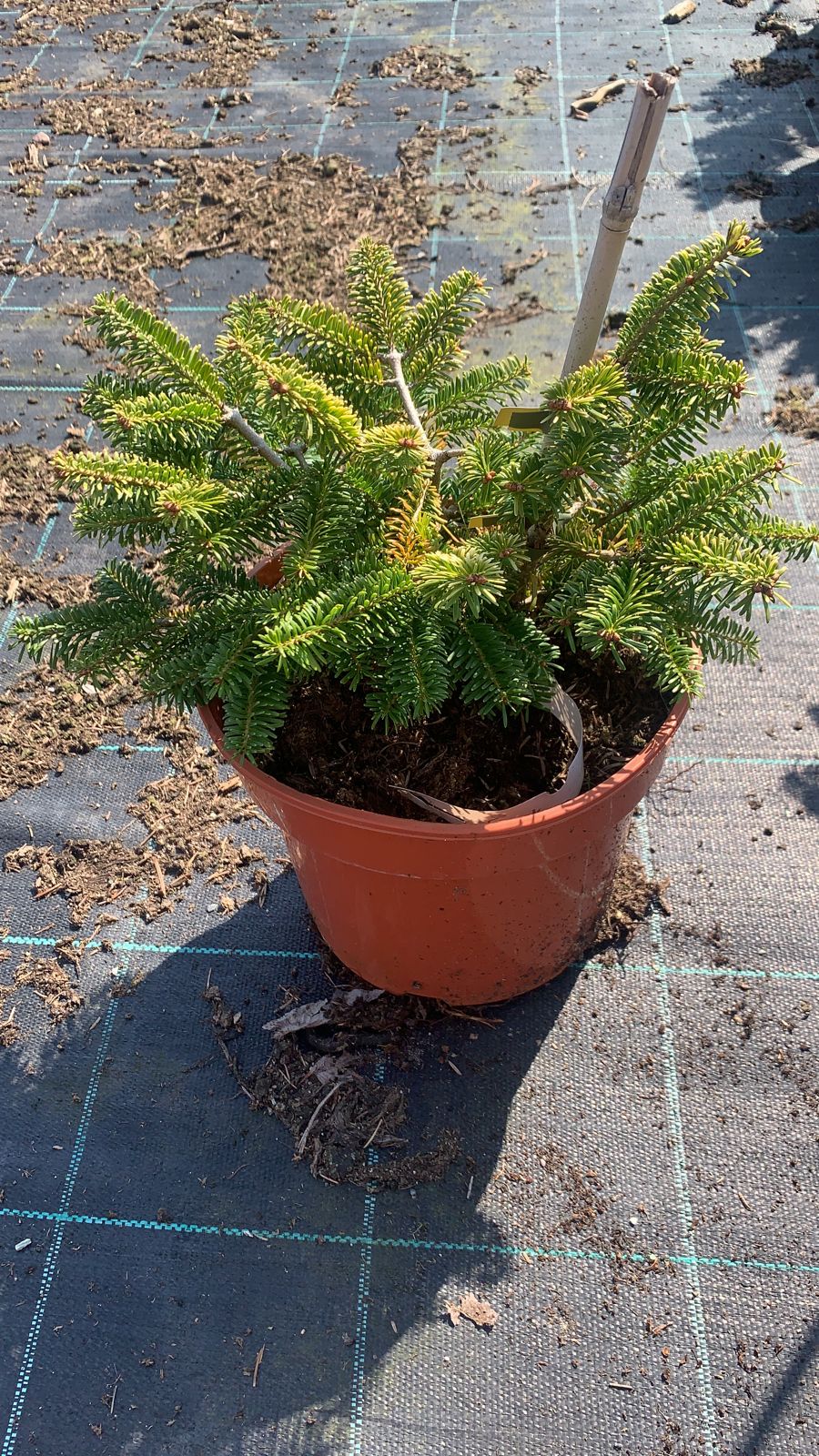 Пихта кефалинийская Мейерс Дварф